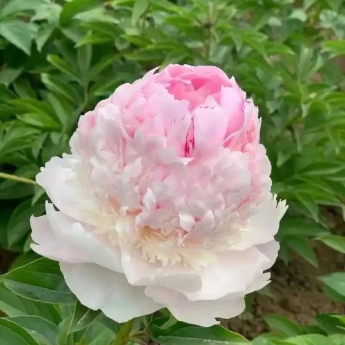 اينجل چيڪس پيوني