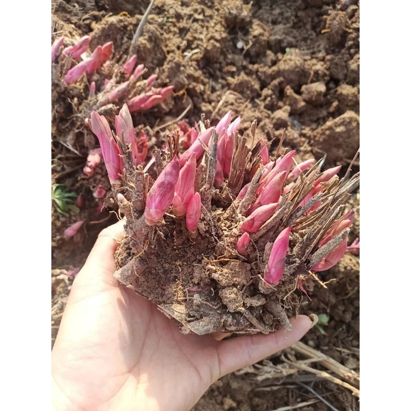 اڇو Peony Seedlings
